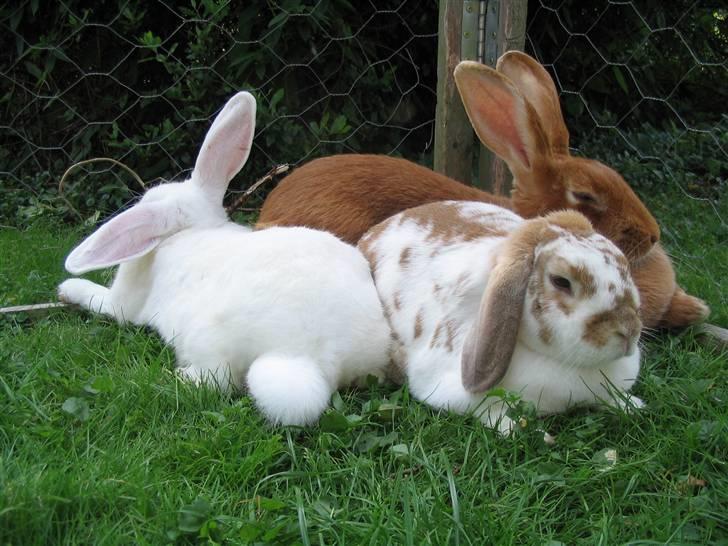 Blandede billedere af skønne ninuser gennem tiden :)  billede 1