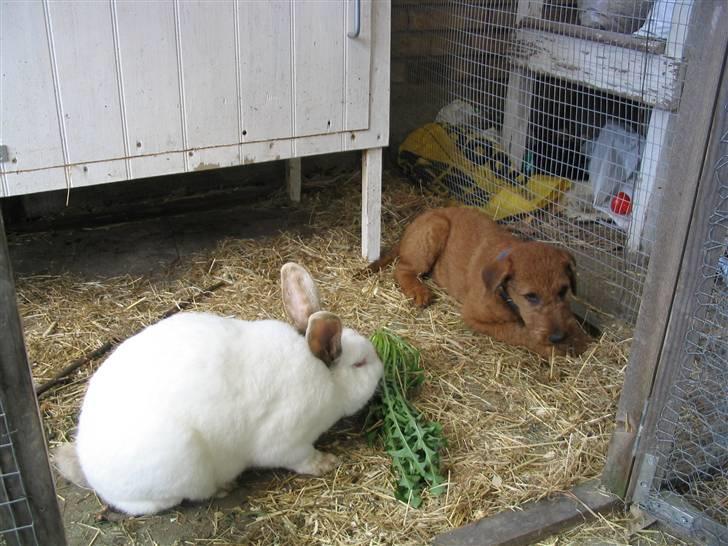 Blandede billedere af skønne ninuser gennem tiden :)  - Jeffi og min tidligere kanin Pletsnude hygger sig :) billede 2