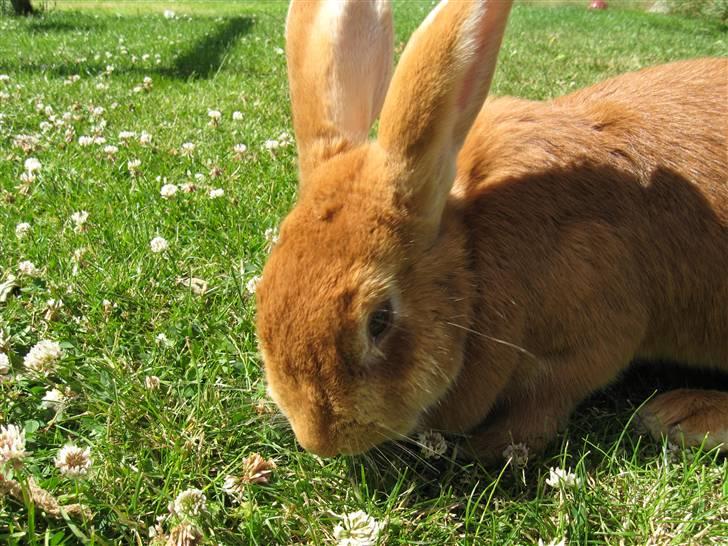 Blandede billedere af skønne ninuser gennem tiden :)  billede 3