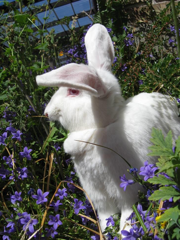 Blandede billedere af skønne ninuser gennem tiden :)  billede 4
