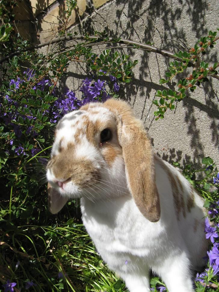 Blandede billedere af skønne ninuser gennem tiden :)  billede 5