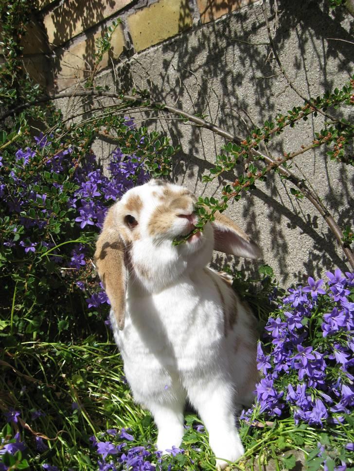 Blandede billedere af skønne ninuser gennem tiden :)  billede 6