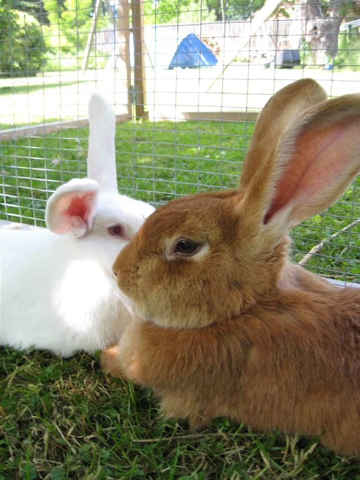 Blandede billedere af skønne ninuser gennem tiden :)  billede 7