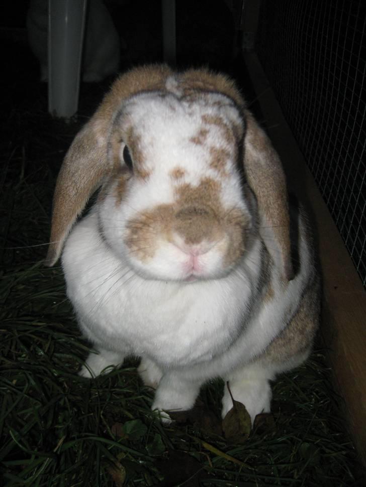 Blandede billedere af skønne ninuser gennem tiden :)  billede 8