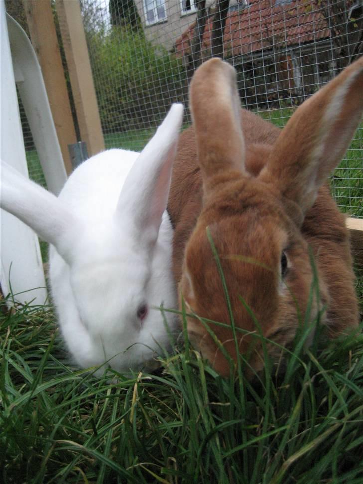 Blandede billedere af skønne ninuser gennem tiden :)  billede 9