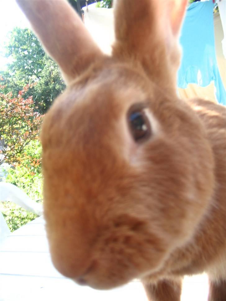 Blandede billedere af skønne ninuser gennem tiden :)  - Et monsterbilled af Smartii :) billede 10