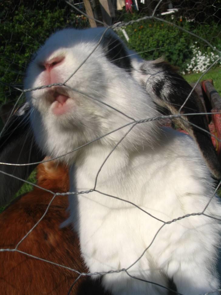 Blandede billedere af skønne ninuser gennem tiden :)  billede 11