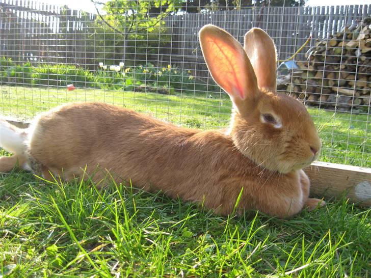 Blandede billedere af skønne ninuser gennem tiden :)  billede 12