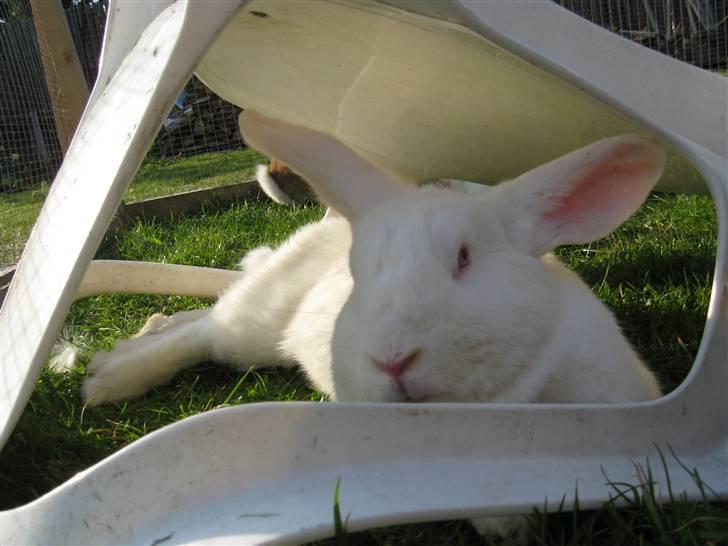 Blandede billedere af skønne ninuser gennem tiden :)  billede 13