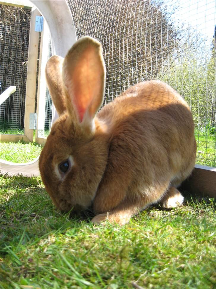 Blandede billedere af skønne ninuser gennem tiden :)  billede 14