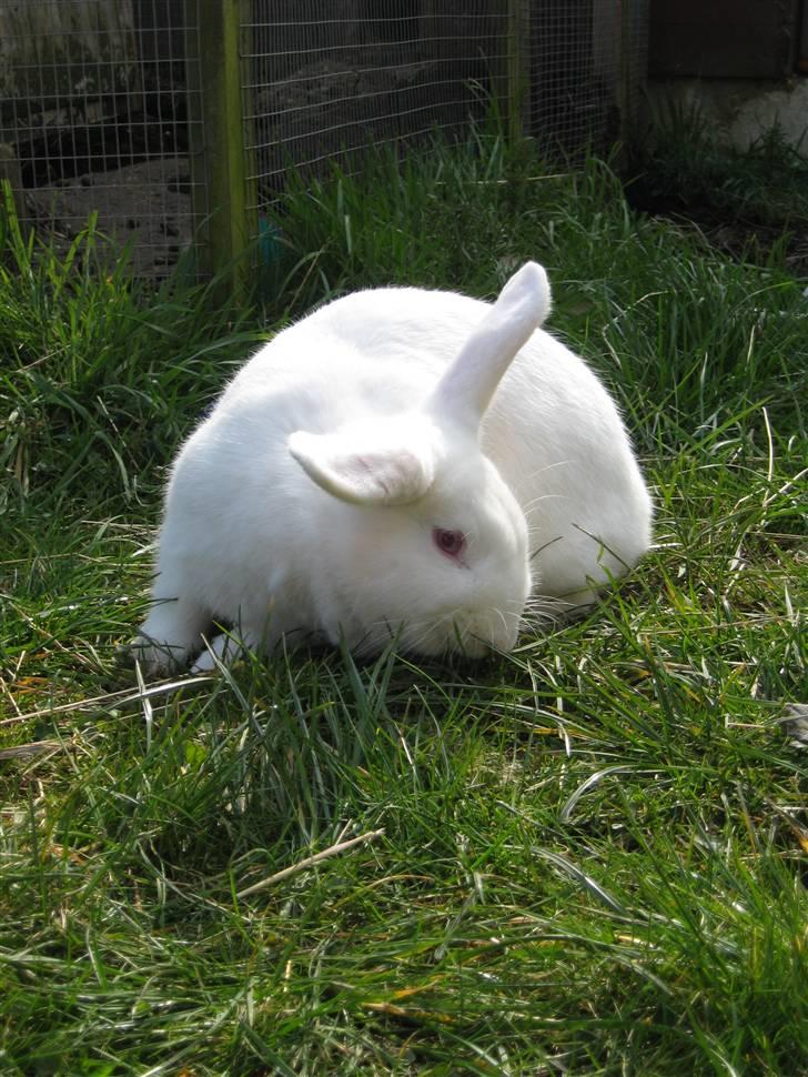 Blandede billedere af skønne ninuser gennem tiden :)  billede 15