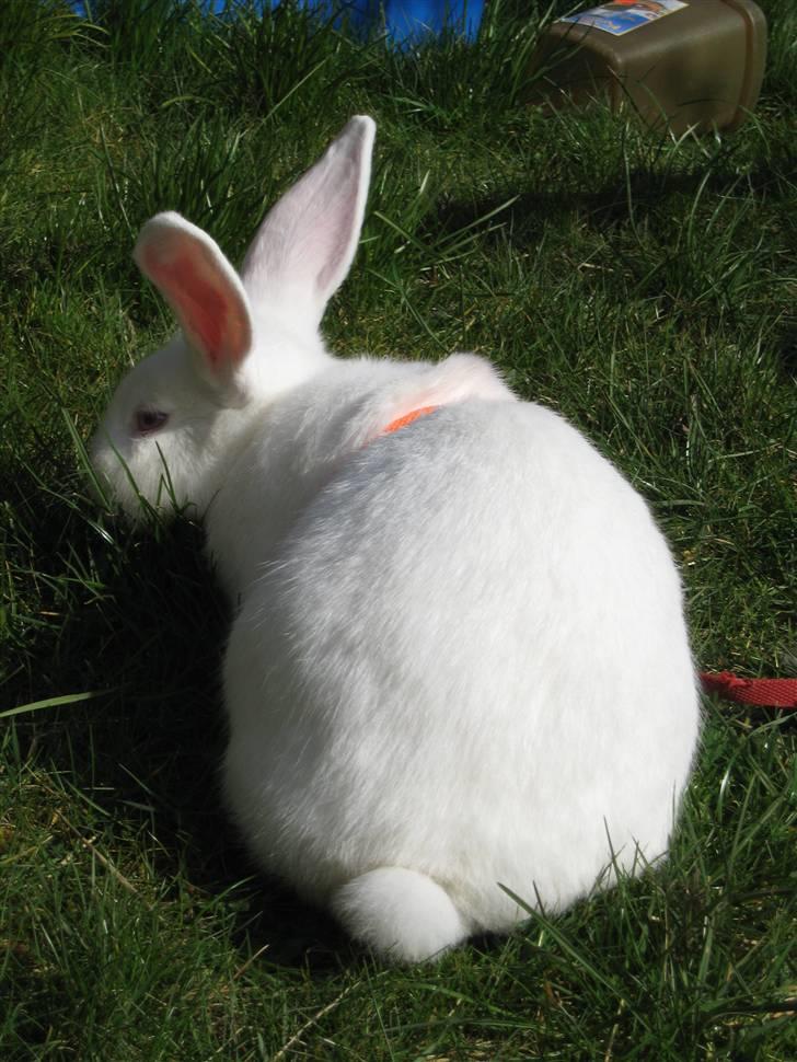 Blandede billedere af skønne ninuser gennem tiden :)  billede 16