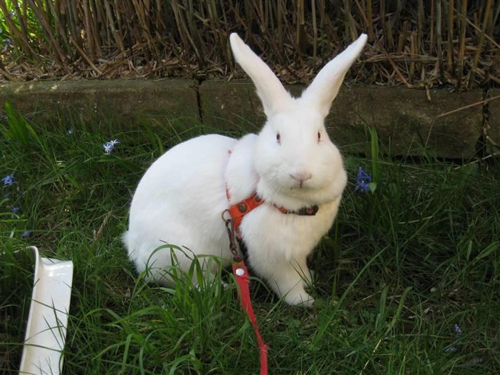 Blandede billedere af skønne ninuser gennem tiden :)  billede 17