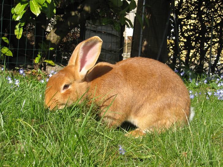 Blandede billedere af skønne ninuser gennem tiden :)  billede 18