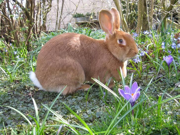 Blandede billedere af skønne ninuser gennem tiden :)  billede 19