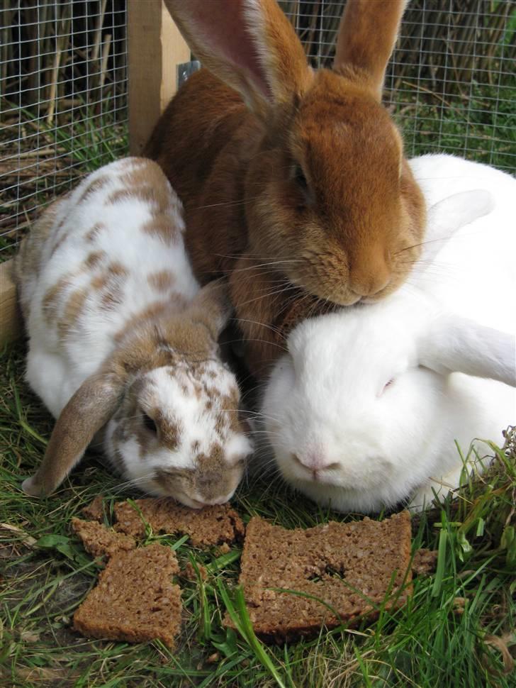 Blandede billedere af skønne ninuser gennem tiden :)  billede 20