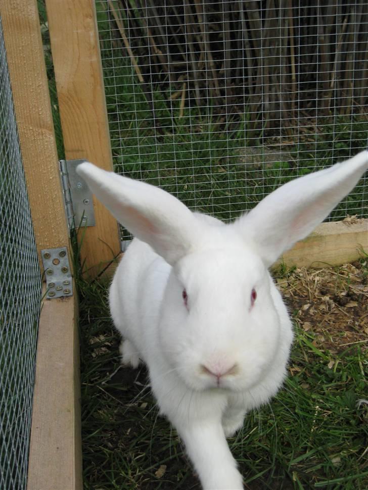 Blandede billedere af skønne ninuser gennem tiden :)  billede 21