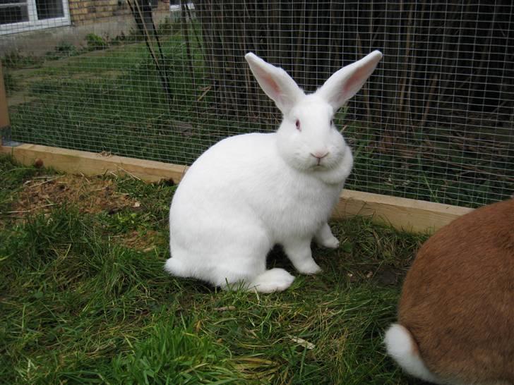 Blandede billedere af skønne ninuser gennem tiden :)  billede 22