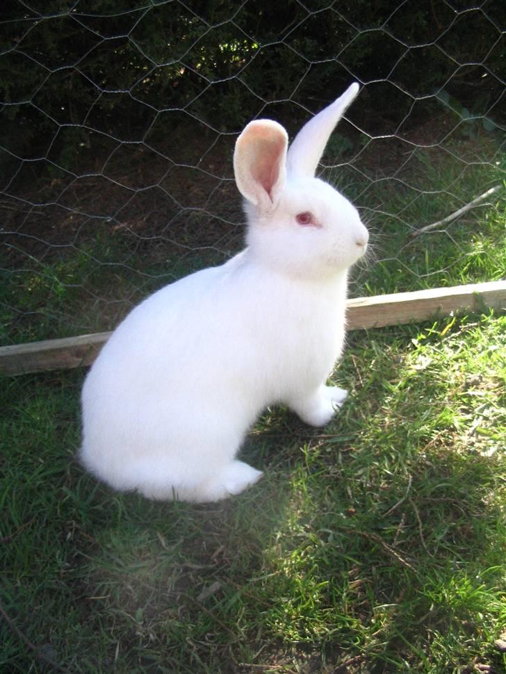 Blandede billedere af skønne ninuser gennem tiden :)  billede 24