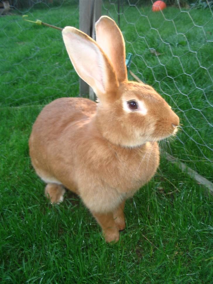 Blandede billedere af skønne ninuser gennem tiden :)  billede 25