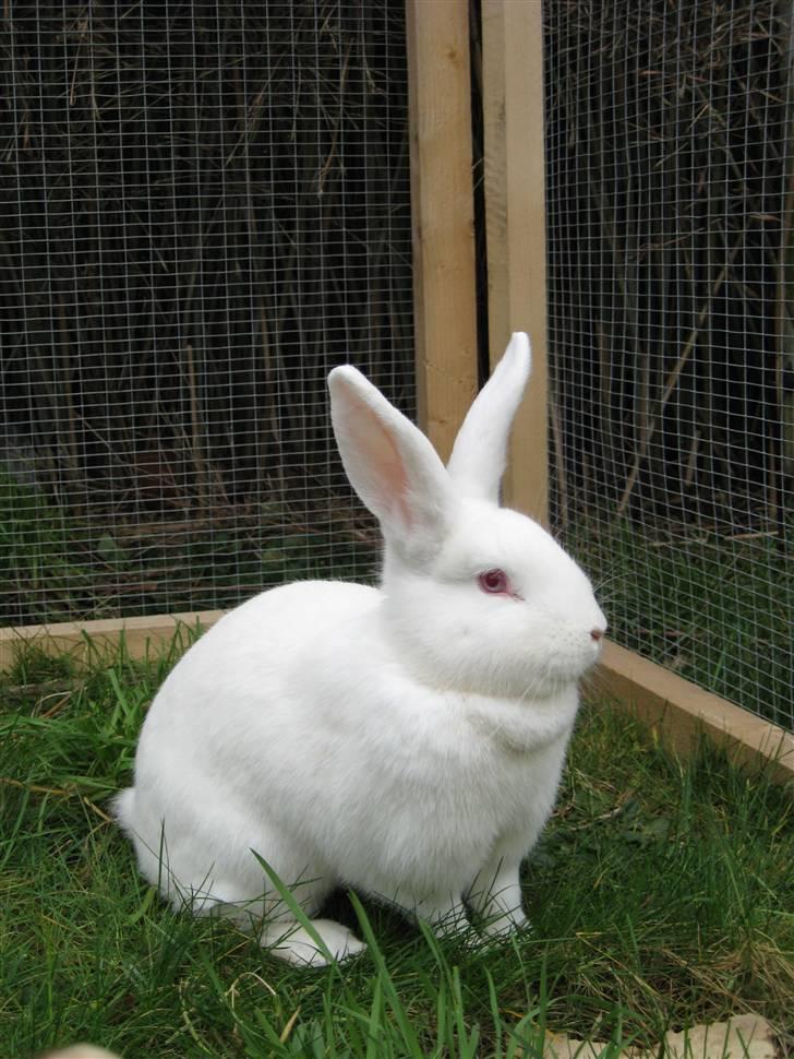 Blandede billedere af skønne ninuser gennem tiden :)  billede 26