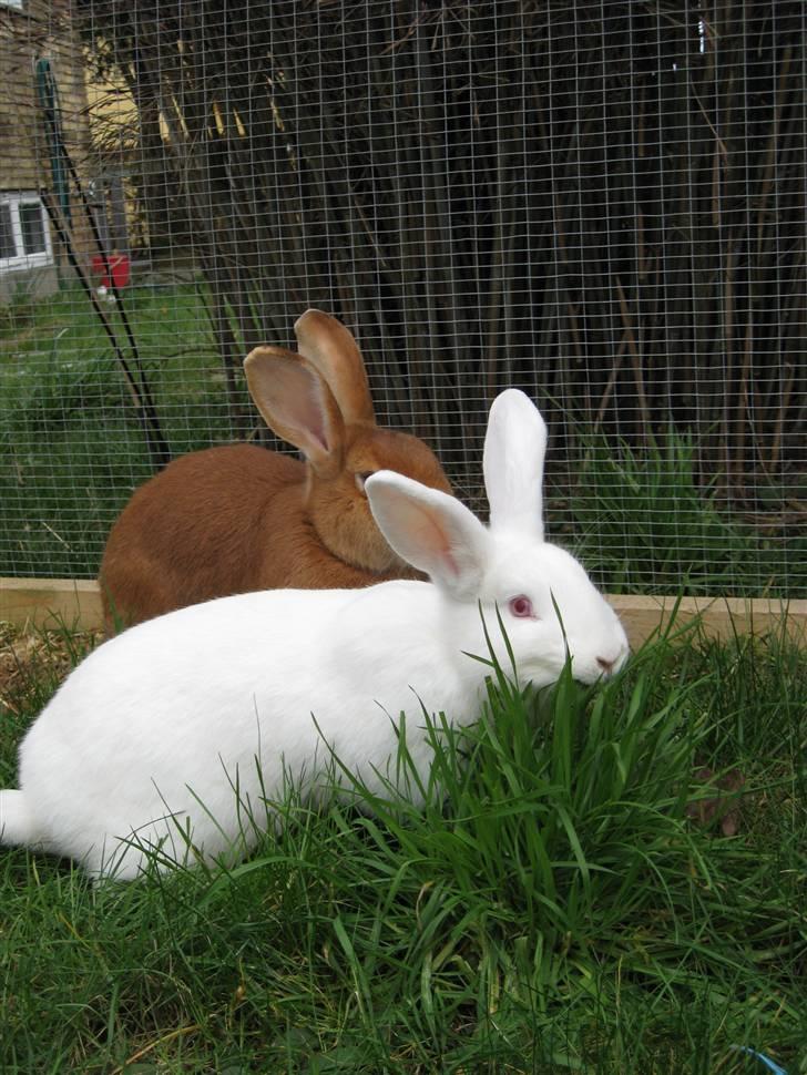 Blandede billedere af skønne ninuser gennem tiden :)  billede 27