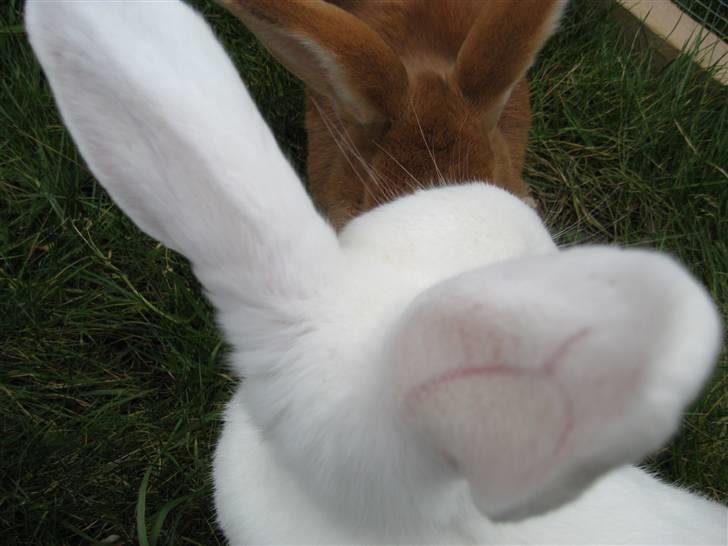 Blandede billedere af skønne ninuser gennem tiden :)  billede 28