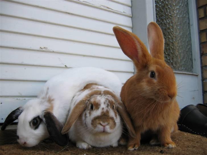 Blandede billedere af skønne ninuser gennem tiden :)  - Halvkikset "familiebilled" ;) billede 30