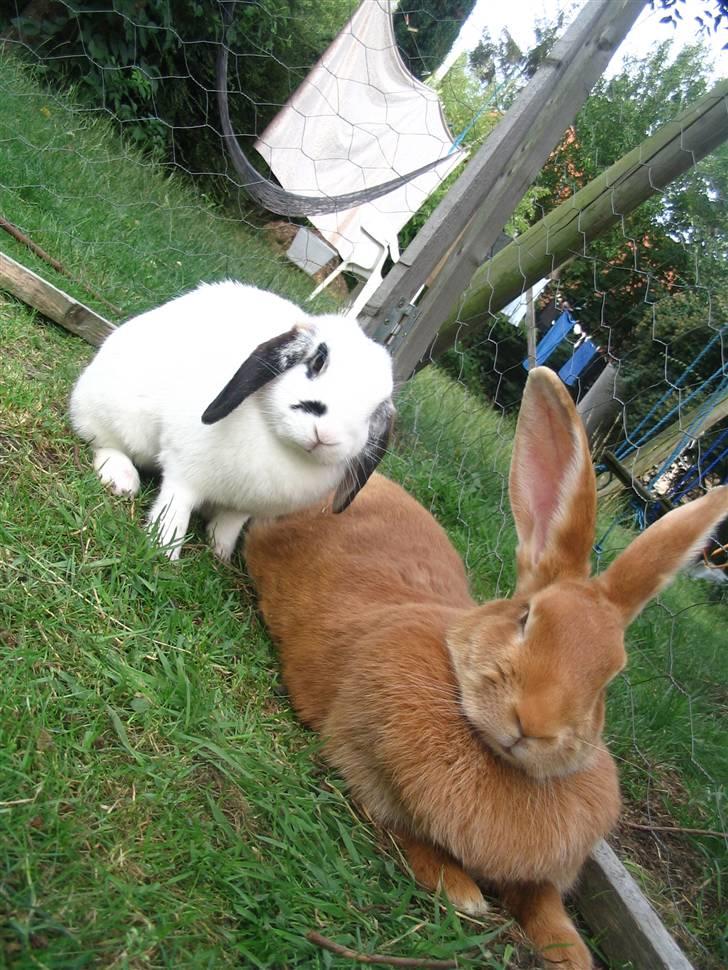 Blandede billedere af skønne ninuser gennem tiden :)  billede 31