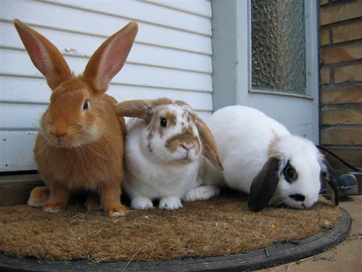 Blandede billedere af skønne ninuser gennem tiden :)  billede 32