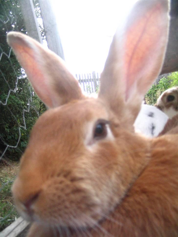 Blandede billedere af skønne ninuser gennem tiden :)  billede 33