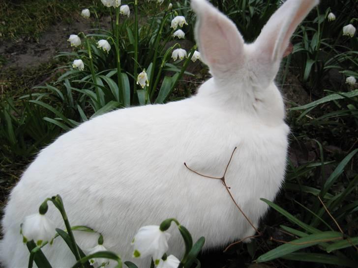 Blandede billedere af skønne ninuser gennem tiden :)  billede 34