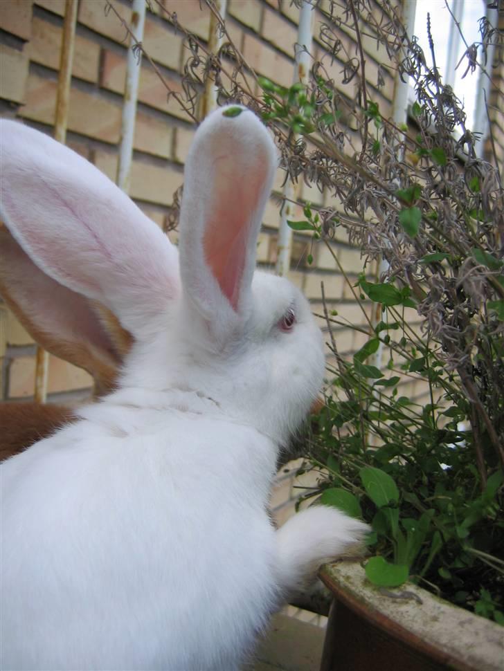 Blandede billedere af skønne ninuser gennem tiden :)  billede 35