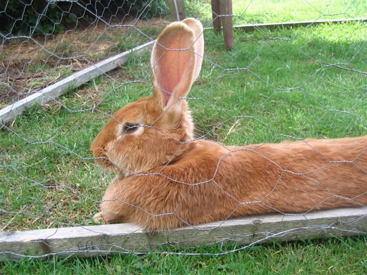 Blandede billedere af skønne ninuser gennem tiden :)  billede 36