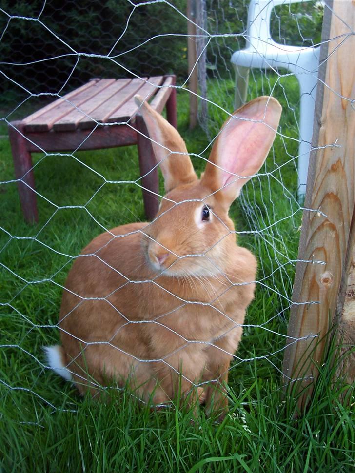 Blandede billedere af skønne ninuser gennem tiden :)  billede 37