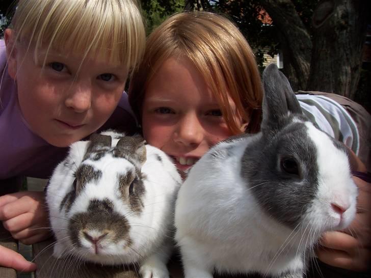 Blandede billedere af skønne ninuser gennem tiden :)  - Phoe min tidligere klubkanin og Picnoccio billede 38