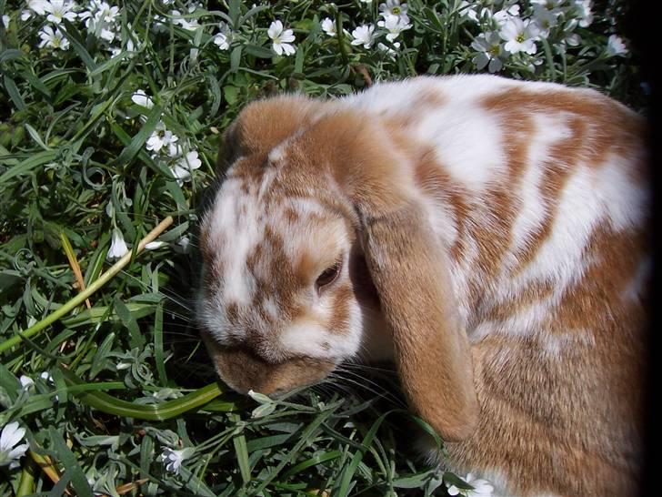 Blandede billedere af skønne ninuser gennem tiden :)  billede 39