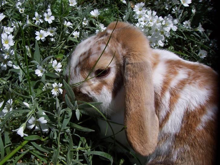 Blandede billedere af skønne ninuser gennem tiden :)  - Pusling i Blomsterne :) billede 40
