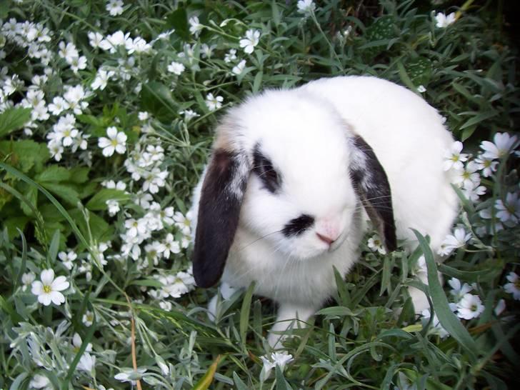 Blandede billedere af skønne ninuser gennem tiden :)  - Rosa i blomsterne :) billede 41