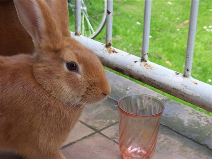 Blandede billedere af skønne ninuser gennem tiden :)  billede 42