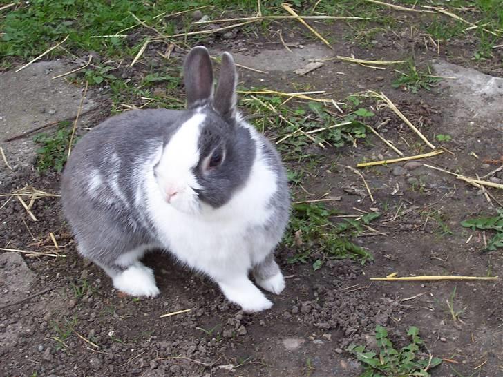 Blandede billedere af skønne ninuser gennem tiden :)  billede 43