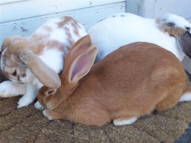 Blandede billedere af skønne ninuser gennem tiden :)  billede 44