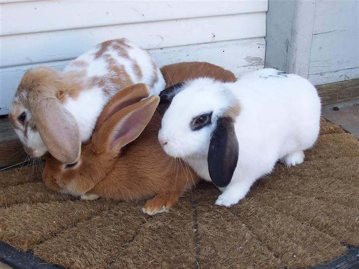 Blandede billedere af skønne ninuser gennem tiden :)  billede 45