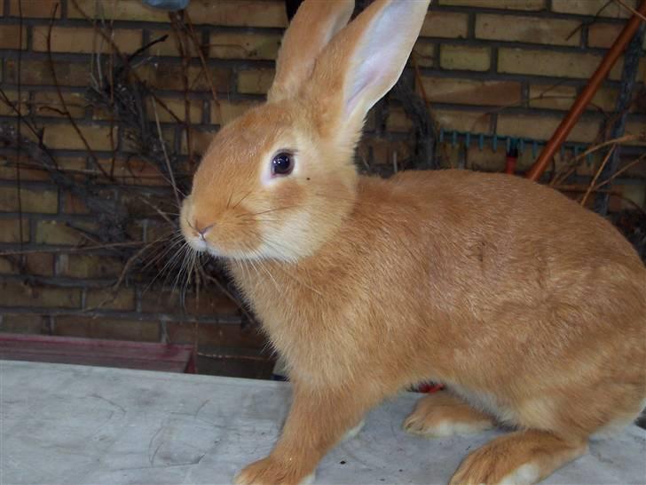 Blandede billedere af skønne ninuser gennem tiden :)  - En ung Smartii :) med kæmpe øre :D billede 46