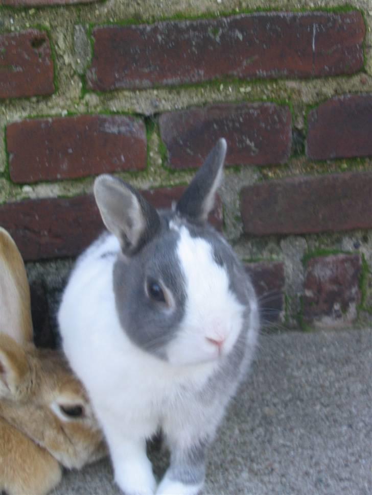 Blandede billedere af skønne ninuser gennem tiden :)  billede 47