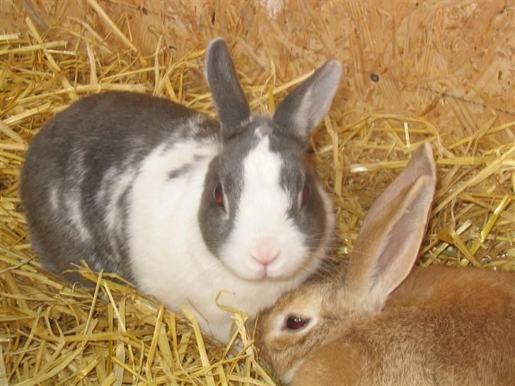 Blandede billedere af skønne ninuser gennem tiden :)  - Phoe i høkassen :) billede 48