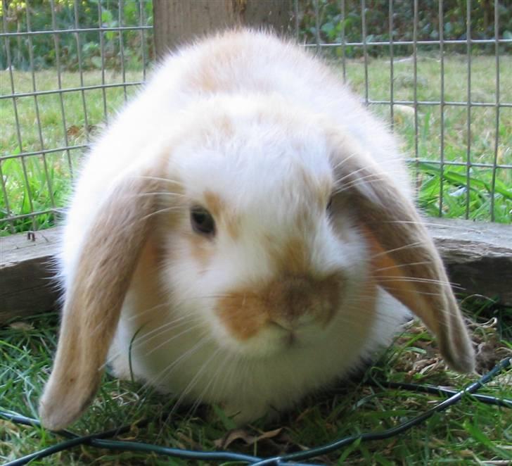 Blandede billedere af skønne ninuser gennem tiden :)  - En nutted Pusling :) billede 49