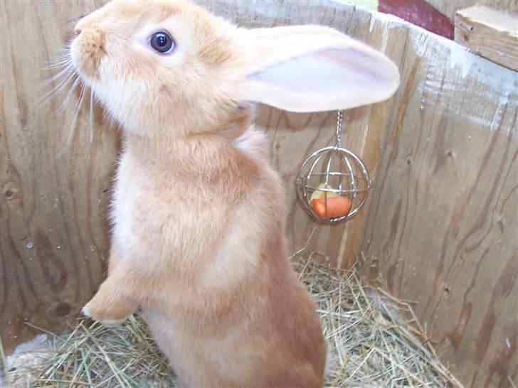 Blandede billedere af skønne ninuser gennem tiden :)  billede 50