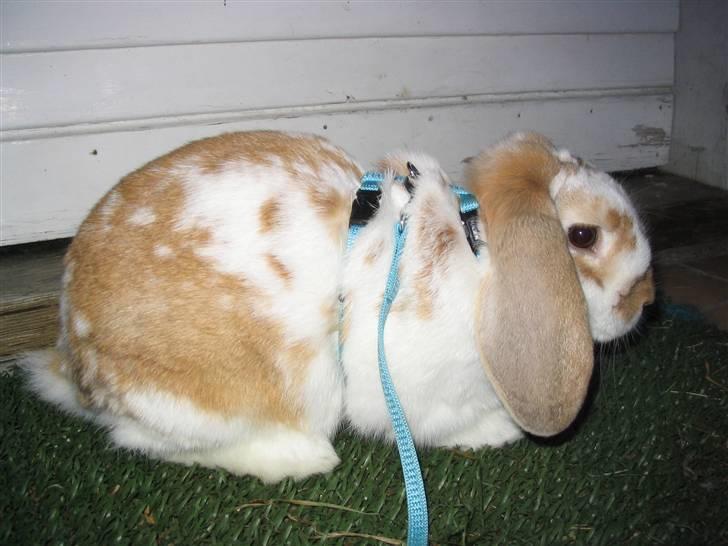 Blandede billedere af skønne ninuser gennem tiden :)  billede 51