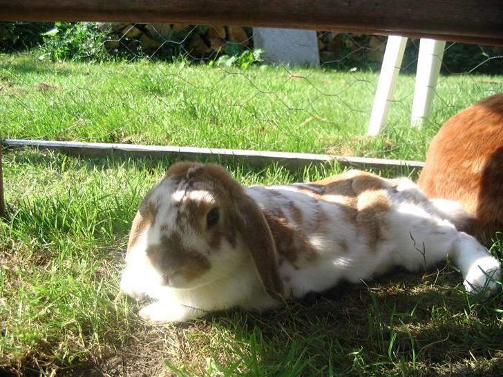 Blandede billedere af skønne ninuser gennem tiden :)  billede 52